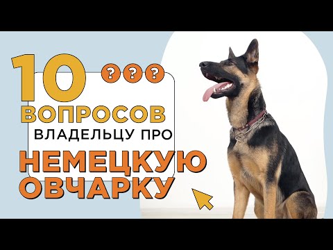 Видео: 10 вопросов владельцу про немецкую овчарку: характер, дрессировка, темперамент.