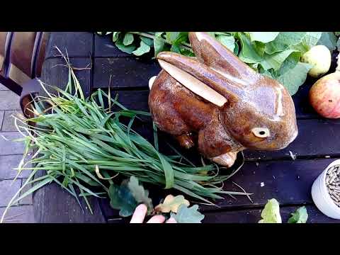 Видео: Чем кормить кролика. Здоровое питание сукрольных крольчих.Правильный корм для кроликов.