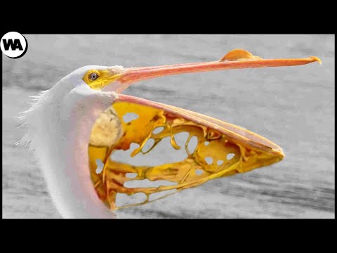 Видео: Самая Большая Ошибка, Которую Может Совершить Пеликан