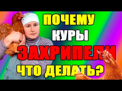Видео: Почему куры ЗАХРИПЕЛИ. Как помочь нашим курам.