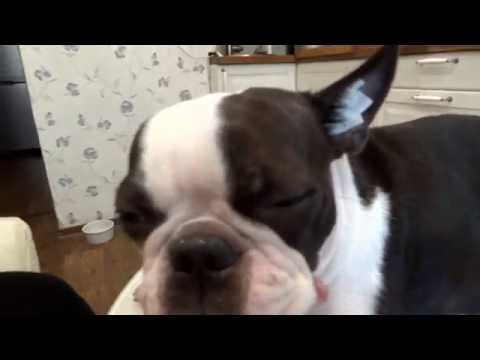 Видео: Как клеить ушки