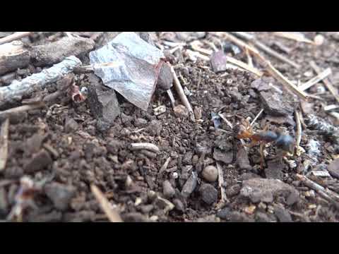 Видео: Старт конкурса на матку Camponotus fellah.Новые поиски видов