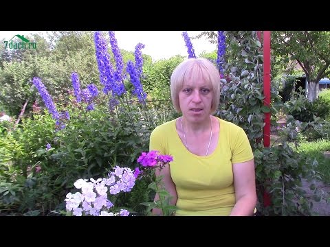 Видео: Флоксы: летняя посадка и уход - 7dach