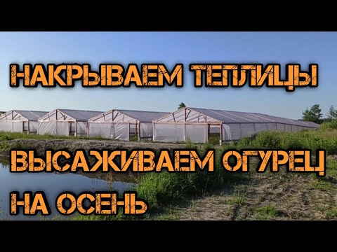 Видео: Накрываем теплицы!!Высаживаем огурец на осень🥒👊