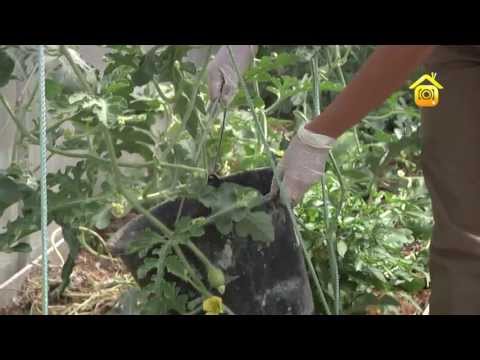 Видео: Выращивание арбуза в средней полосе. Личный опыт // FORUMHOUSE