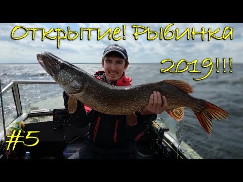 Видео: Открытие! Рыбинка 2019!!! Щуки и шторм...