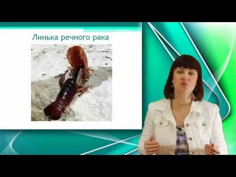 Видео: Речной рак. Класс ракообразные. Часть 2. Уроки Биологии Оналйн