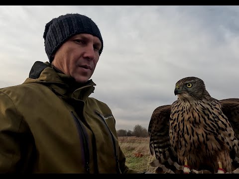 Видео: Тренировка ястреба. Третья серия