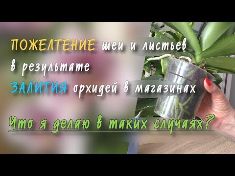Видео: Пожелтевшая шея орхидеи... ДЕЙСТВУЕМ или включаем ЖДУНА?