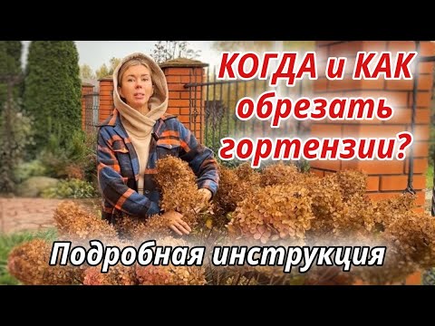 Видео: Запутались, когда и как обрезать гортензии? Посмотрите эту инструкцию