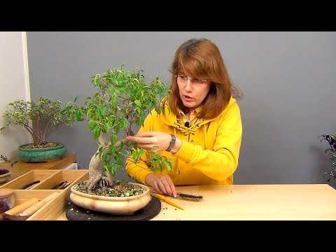 Видео: Как удалить белый налет с коры деревьев.