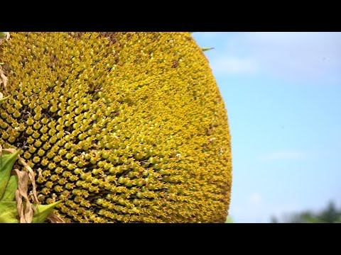 Видео: Гибриды и сорта подсолнечника, представленные ФГБНУ ФНЦ ВНИИМК на дне поля (пос. Новоберезанский)
