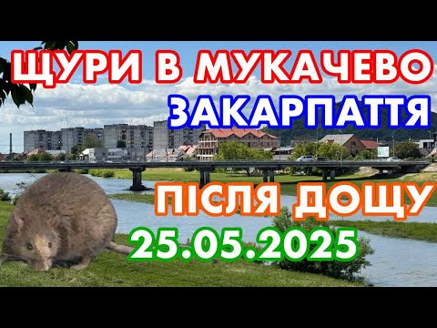 Видео: МУКАЧЕВО ПІСЛЯ ДОЩУ. ЩУРИ( КРИСИ)БІГАЮТЬ ЗА КОТАМИ. ЦЕНТРАЛЬНИЙ ПАРК( ПАРК ПЕРЕМОГИ). 25.05.2025