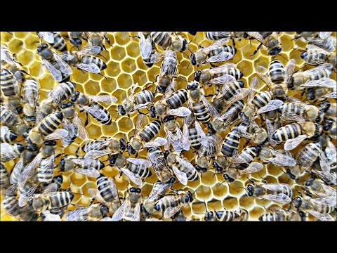 Видео: Пчелы не успели оттянуть вощину как матка сразу засеяла рамку !!!