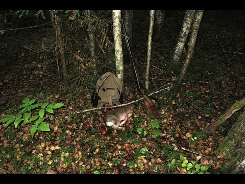 Видео: Охота на зайца с Русской гончей 26 09 19