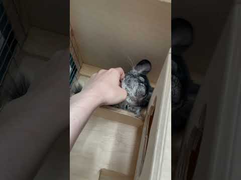 Видео: Ручная шиншилла любит нежности #шиншилла #chinchilla