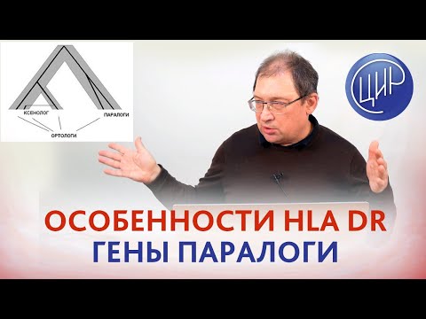 Видео: Особенности HLA DR. Гены паралоги. Рассказывает Гузов И.И.