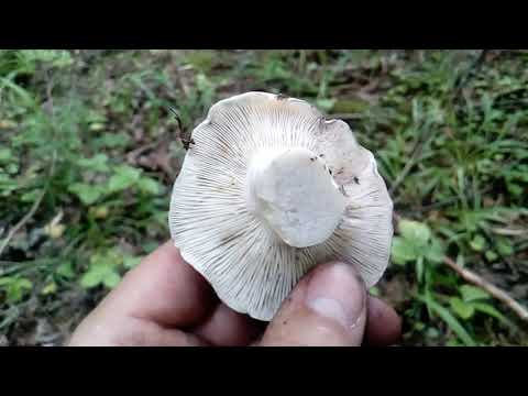 Видео: Подгруздок чёрный (Russula adusta) и подгруздок чернеющий (Russula nigricans)