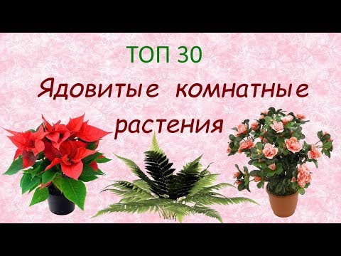 Видео: Ядовитые комнатные растения//ТОП 30 🌿