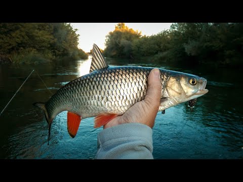 Видео: Рыбалка на Голавля осенью. Jackall Chubby в деле.