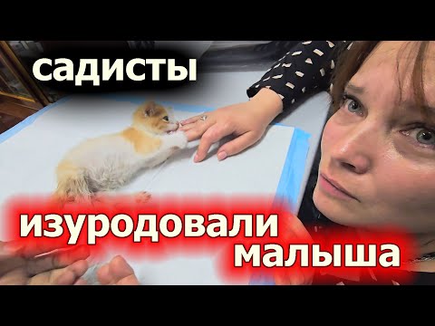 Видео: Котёнку раздробили позвоночник
