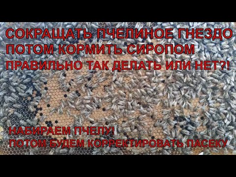 Видео: ДЛЯ МЕНЯ ЭТО ОШИБКА СОКРАЩАТЬ ПОТОМ КОРМИТЬ пчёлы сами себя сокращают☝️🐝🐝