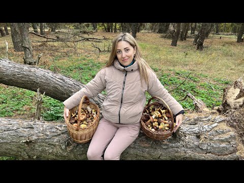 Видео: Грибной шок на острове! Думали, не найдем — а тут такое!