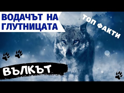 Видео: ВЪЛК - Водачът на глутницата #животни