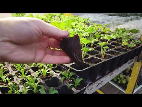 Видео: СВЕТ(досветка) и ЛАМПЫ у меня в теплице.