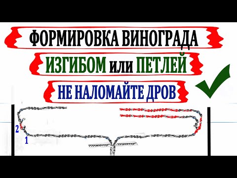 Видео: 🍇 Как ПРАВИЛЬНО и без ОШИБОК формировать виноград ИЗГИБОМ ЛОЗЫ или ПЕТЛЕЙ. Страдательное положение.