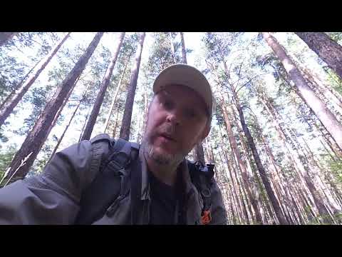 Видео: Пешая прогулка в сосновом бору Борового 🌲 Оазис, грибы и лесной ручей