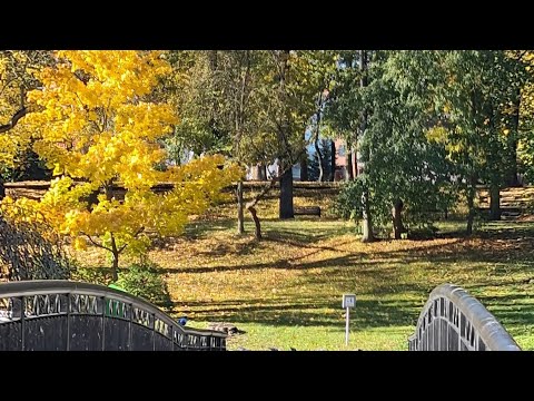 Видео: Осенняя сказочная пора в парке😍/Краски осени/🍁🌿2025г. ❤️