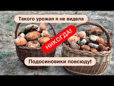 Видео: Корзина трещит по швам! Подосиновики как на подбор!