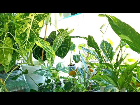 Видео: КОМНАТНЫЕ РАСТЕНИЯ(ЦВЕТЫ).ОБСТАНОВКА НА БАЛКОНЕ.УХОЖУ НА ПЛАТФОРМУ, RUTUBE.