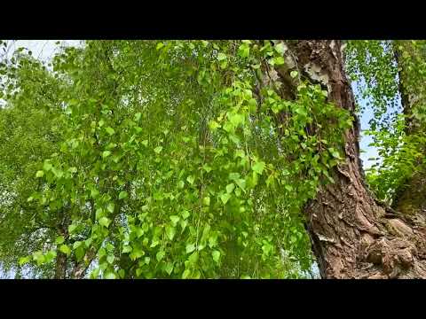 Видео: МОЩНАЯ ОТЧИТКА 🙏Таролог Колена АФФИРМАЦИИ 😇СНИМАЕТ 💯ЛЮБОЙ НЕГАТИВ ОТЖИГ ПОРЧИ СГЛАЗА ПРОКЛЯТИЯ