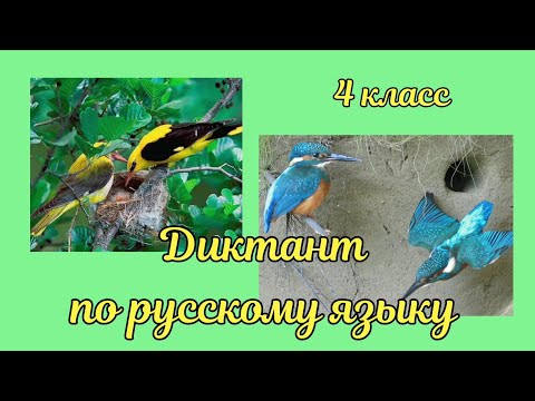 Видео: Диктант по русскому языку в 4 классе