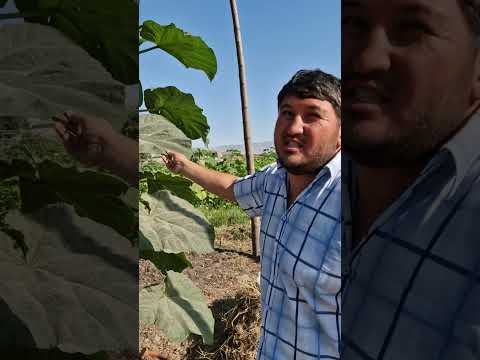 Видео: 917182161 Алишер. Павловнияҳои беҳтарин ва нисбатан арзон дар ш. Душанбе.