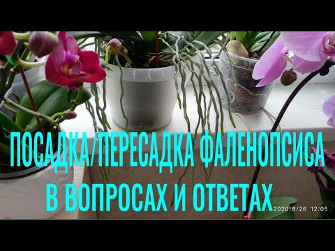 Видео: СУБСТРАТ/ГРУНТ, ФИТИЛЬ для посадки ОРХИДЕИ В ВОПРОСАХ и ОТВЕТАХ. ПОСАДКА, ПЕРЕСАДКА Фаленопсиса!!!