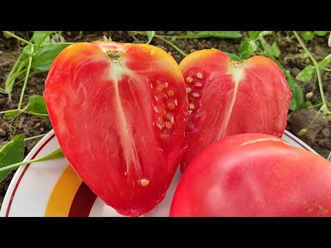 Видео: Томат Розовый Мед. Как показывает себя в сложных условиях