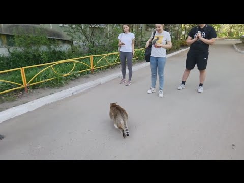 Видео: Толстый кот Степа и его новые друзья