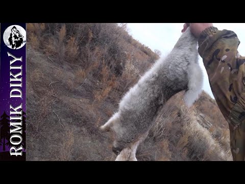 Видео: Трудовая ноябрьская охота.
