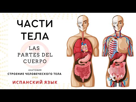 Видео: Строение тела на испанском 📖 испанский язык для начинающих