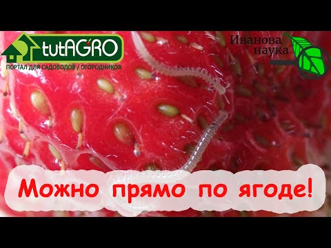 Видео: ЕДИНСТВЕННОЕ СРЕДСТВО против СЛИЗНЕЙ и КИВСЯКОВ прямо ПО ЯГОДЕ! Всего понадобится... ТРИ ЛИСТОЧКА!