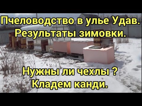 Видео: Пчеловодство в улье Удав. Результаты зимовки. Нужны ли чехлы ? Кладем канди. 02.04.2018. Beekeeping.