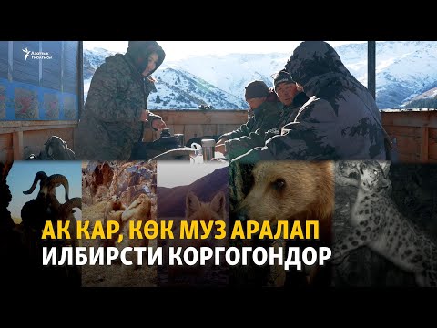 Видео: Ак кар, көк муз аралап илбирсти коргогондор