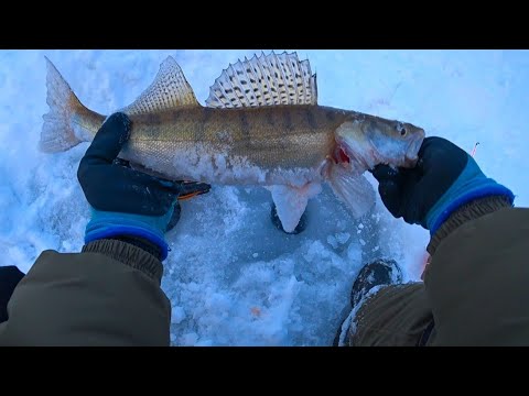 Видео: СУДАК ВСЁ КРУПНЕЕ! ЛОВЛЯ СУДАКА на БЛЁСНА с ЭХОЛОТОМ ПРАКТИК 6М