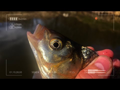 Видео: Мормышинг у "Водопада"