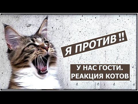 Видео: Реакция котов на гостей. Странные лебеди!