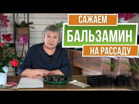 Видео: Посев бальзамина, проверенный метод. Грунт для бальзамина. Выращивание бальзамина из семян дома 🌺