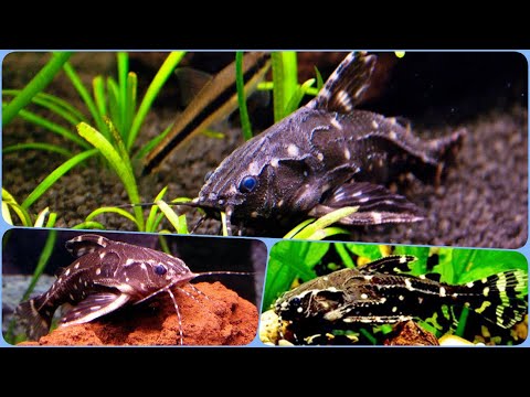 Видео: Сомик Агамикс Звёздчатый Содержание в аквариуме размножение и совместимость Агамиксиса